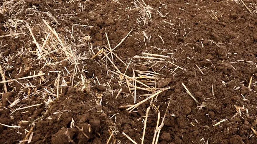 Борона дисковая для садов и виноградников AgroMASZ BTM 